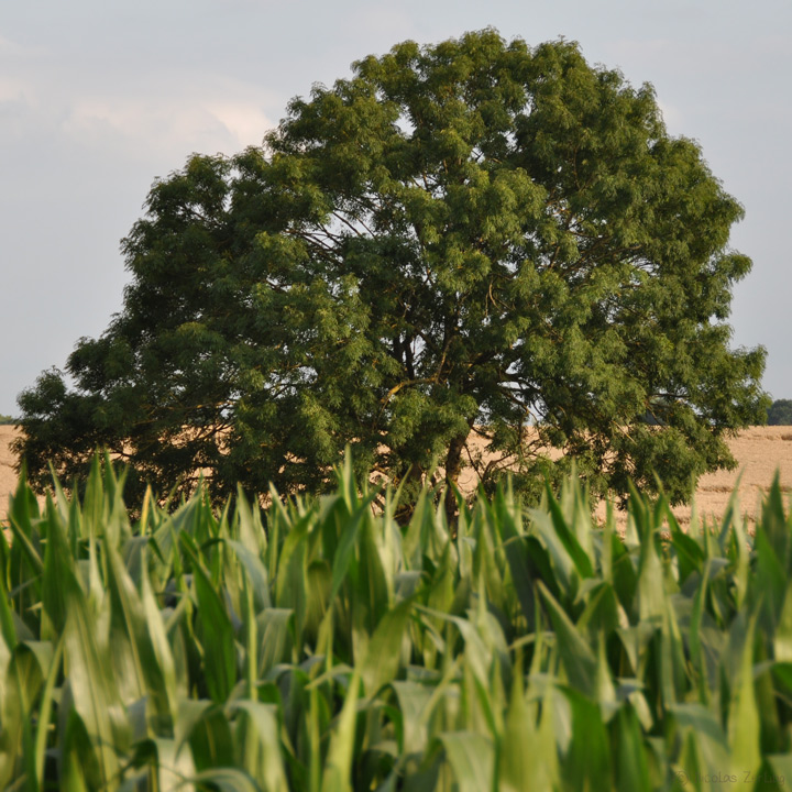 Arbre solitaire derrière un champ de maïs, un après-midi d'été.