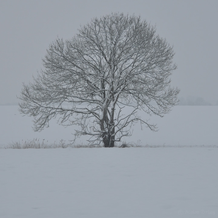 Arbre solitaire dans un champ, un matin brumeux d'hiver