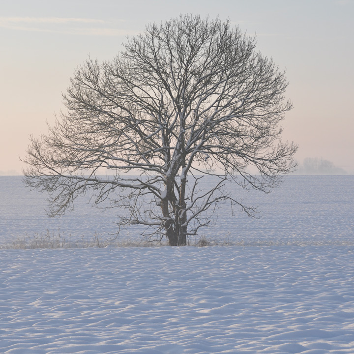 Arbre solitaire dans un champ, un matin d'hiver