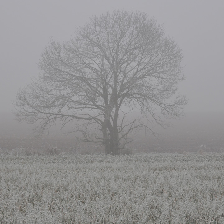 Arbre solitaire dans un champ, un après-midi brumeux